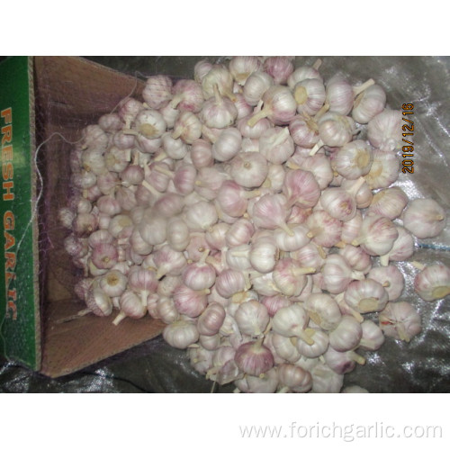 Normal White Garlic Fresh